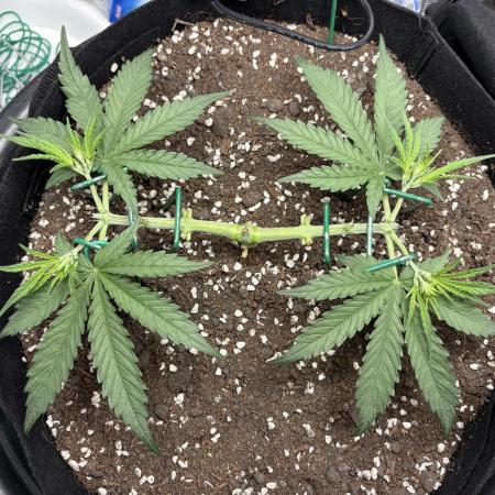 Triploid Girl(Frosted Guava)