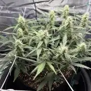 Triploid Girl(Frosted Guava)