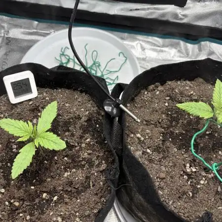 Cookies Girls from FastBuds!!! 🍪