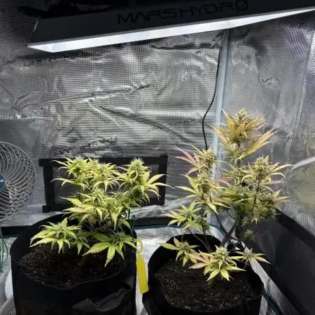 Cookies Girls from FastBuds!!! 🍪