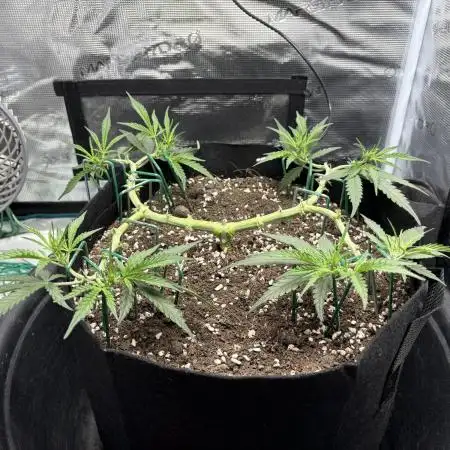 Triploid Girl(Frosted Guava)