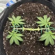 Triploid Girl(Frosted Guava)