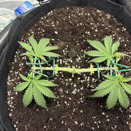 Triploid Girl(Frosted Guava)