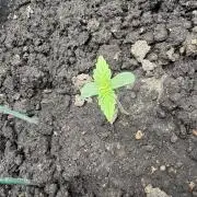 Triploid Girl(Frosted Guava)