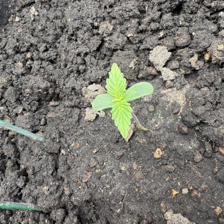 Triploid Girl(Frosted Guava)