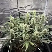 Triploid Girl(Frosted Guava)