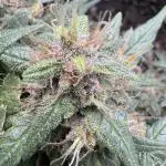 Ice Storm S2 and Auto Purple
