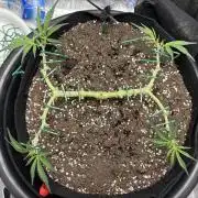 Triploid Girl(Frosted Guava)