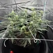 Triploid Girl(Frosted Guava)