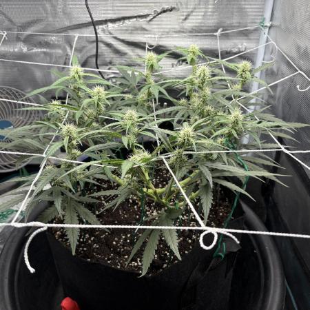 Triploid Girl(Frosted Guava)