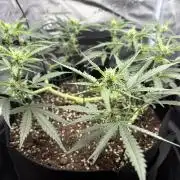 Triploid Girl(Frosted Guava)