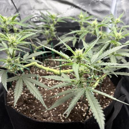 Triploid Girl(Frosted Guava)