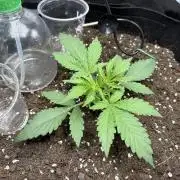 Triploid Girl(Frosted Guava)