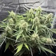 Triploid Girl(Frosted Guava)