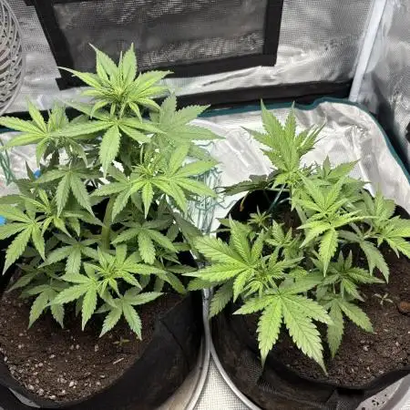 Cookies Girls from FastBuds!!! 🍪