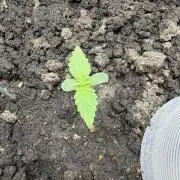 Triploid Girl(Frosted Guava)