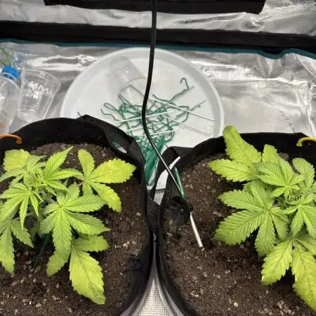 Cookies Girls from FastBuds!!! 🍪