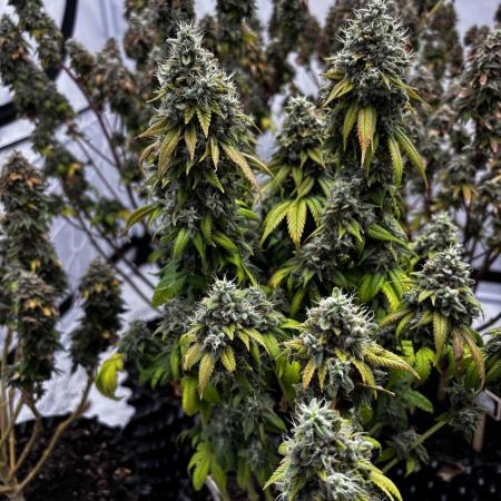 Kush Mintz by Barney‘s 💥