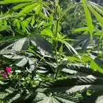 Sensi Seeds | Double Kush Cake & Purple Kush --- Outdoor 2025 / 52°N / Balcony Grow