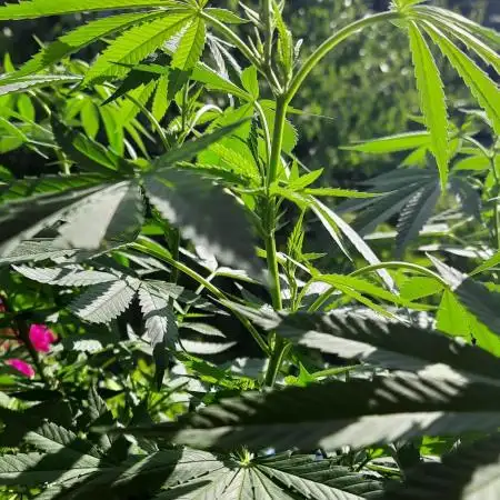 Sensi Seeds | Double Kush Cake & Purple Kush --- Outdoor 2025 / 52°N / Balcony Grow