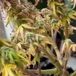 Milky way F1 Auto (First grow)
