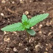 Mendo Guava Auto - Tropf-Blumat