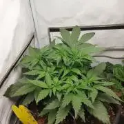 Mendo Guava Auto - Tropf-Blumat