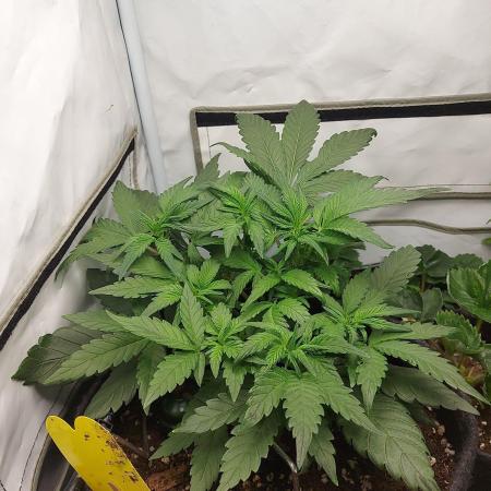 Mendo Guava Auto - Tropf-Blumat