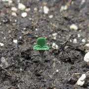 Mendo Guava Auto - Tropf-Blumat