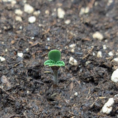 Mendo Guava Auto - Tropf-Blumat