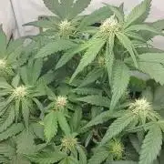 Mendo Guava Auto - Tropf-Blumat