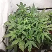 Mendo Guava Auto - Tropf-Blumat