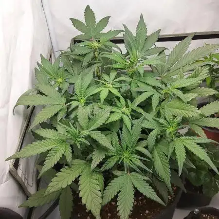 Mendo Guava Auto - Tropf-Blumat