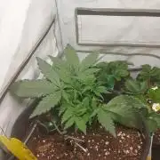 Mendo Guava Auto - Tropf-Blumat