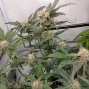 Mendo Guava Auto - Tropf-Blumat