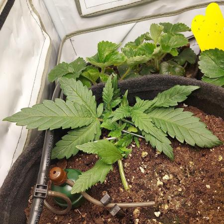 Mendo Guava Auto - Tropf-Blumat