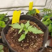 Mendo Guava Auto - Tropf-Blumat