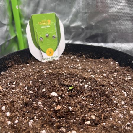 Ghost in the Grow – Lady Frostbite