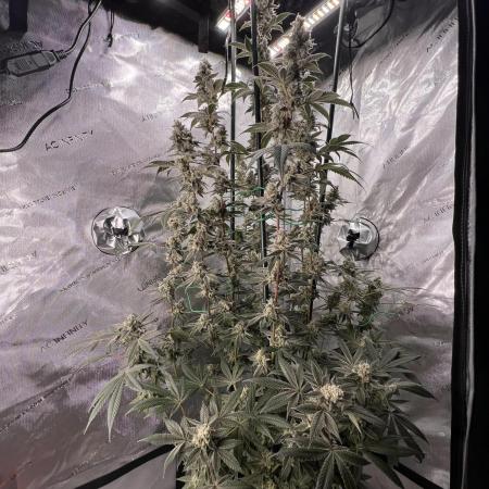 Mission Budpossible - Cherry Poppins