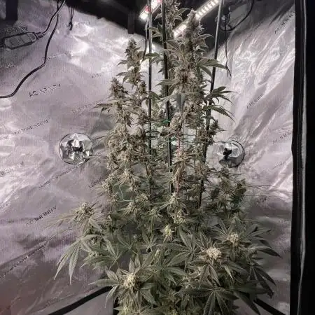 Mission Budpossible - Cherry Poppins