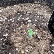 Violet Citrus Protocol - Feed Me Nothing