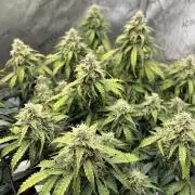 Piece of Cake - Miss Frostina