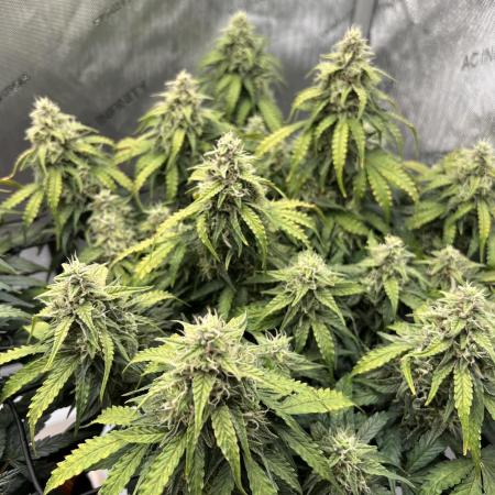 Piece of Cake - Miss Frostina