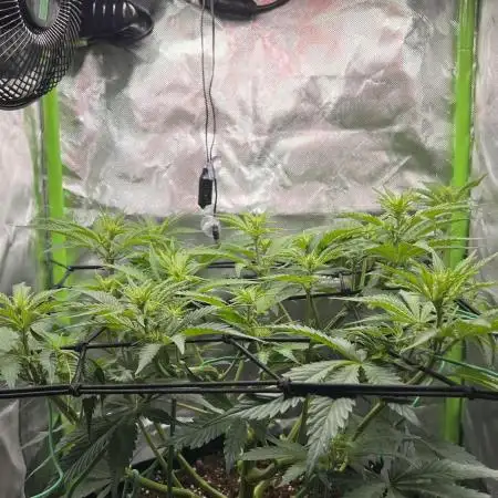 Puff, Puff, Pow! – Divine Seeds 25