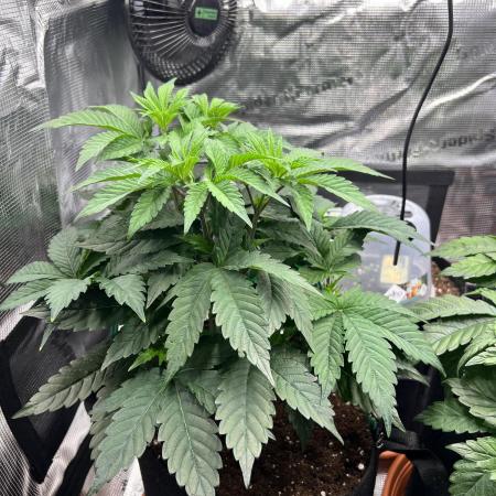 Mission Budpossible - Cherry Poppins
