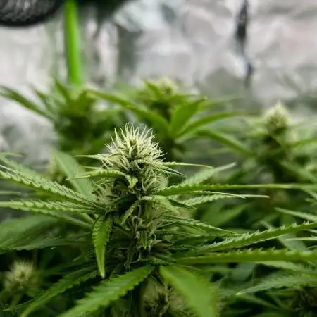 Puff, Puff, Pow! – Divine Seeds 25