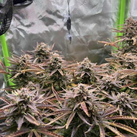 Puff, Puff, Pow! – Divine Seeds 25