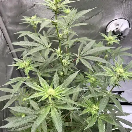 Mission Budpossible - Cherry Poppins