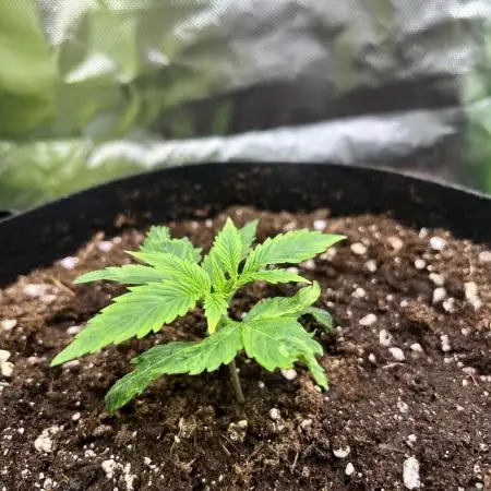 Puff, Puff, Pow! – Divine Seeds 25