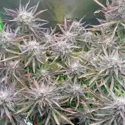 Puff, Puff, Pow! – Divine Seeds 25